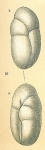 Robertina subcylindrica
