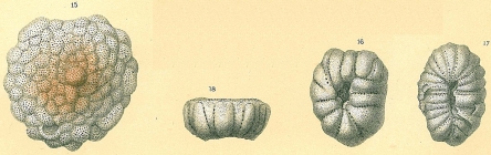 Cymbaloporella tabellaeformis