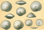 Amphistegina lessonii