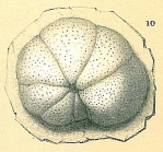 Cibicides lobatulus