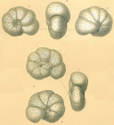 Cibicidoides globulosus