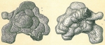 Planopulvinulina dispansa