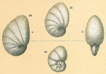 Nonion commune