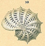 Elphidium aculeatum