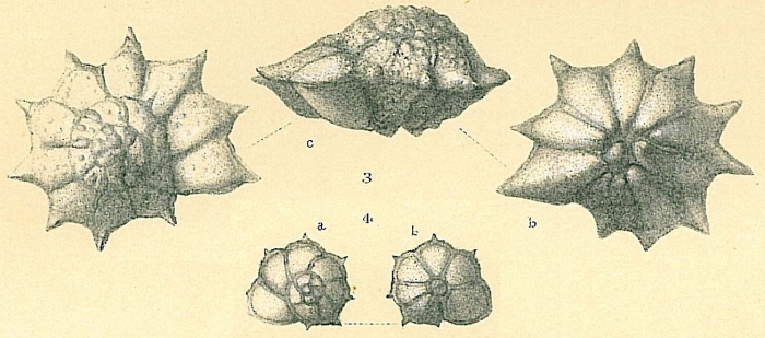 Pararotalia stellata