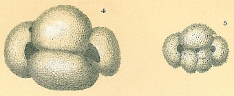 Globigerinoides ruber