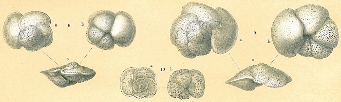 Globorotalia hirsuta