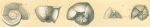 Globorotalia truncatulinoides