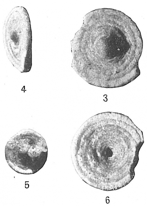 Ammodiscoides turbinatus Ammodiscoides turbinatus
