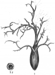 Pelosina arborescens
