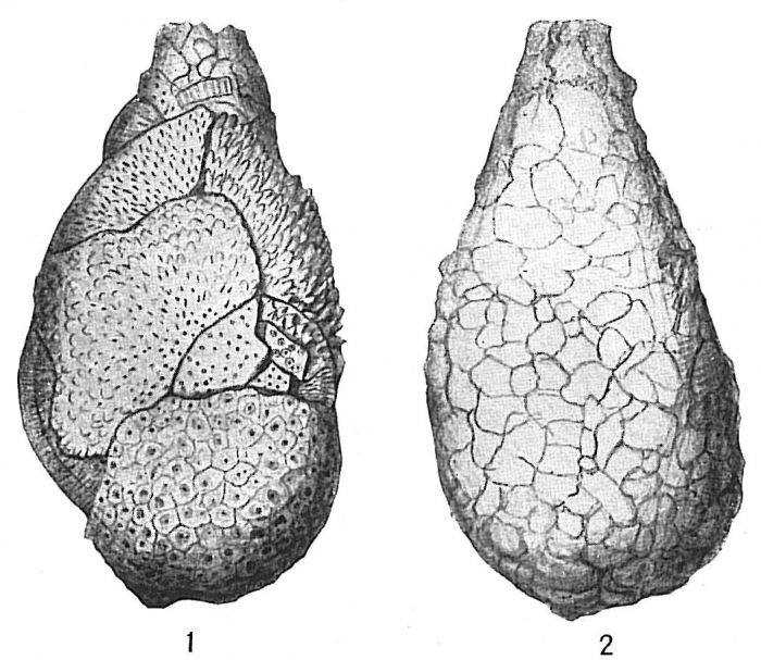 Proteonina difflugiformis