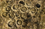 Chthamalus stellatus (Poli, 1795) Chthamalus stellatus (Poli, 1795)