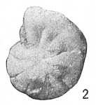 Cyclammina pauciloculata