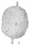 Reophax distans var. delicatus