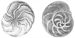 Trochammina ochracea
