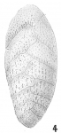 Bolivina albatrossi