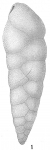 Bolivina punctata