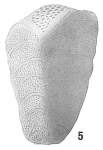 Verneuilina spinulosa