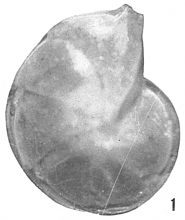 Cristellaria occidentalis torrida Cristellaria occidentalis torrida