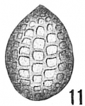 Lagena catenulata