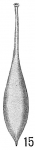 Lagena clavata