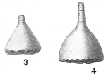 Lagena crenata