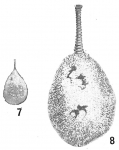 Lagena hispida