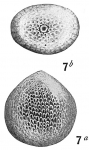 Lagena montagui