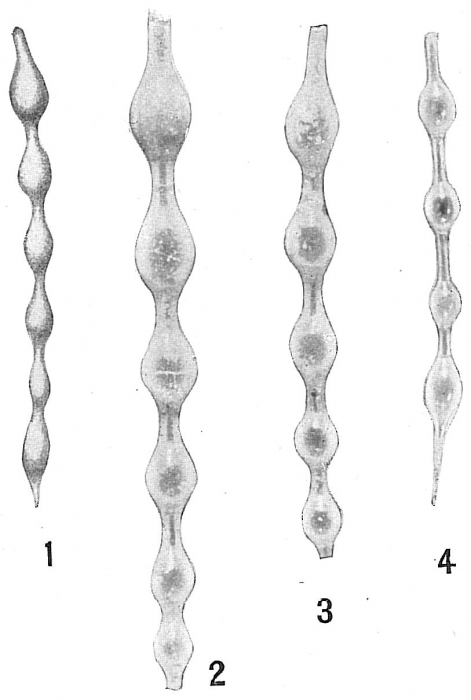 Nodosaria pyrula Nodosaria pyrula