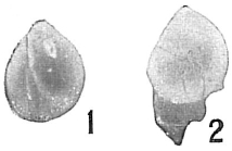 Polymorphina communis