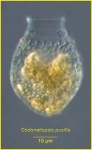 Codonellopsis pusilla (Cleve) Jörgensen, 1924 Codonellopsis pusilla (Cleve) Jörgensen, 1924