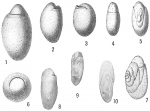 Chilostomella ovoidea