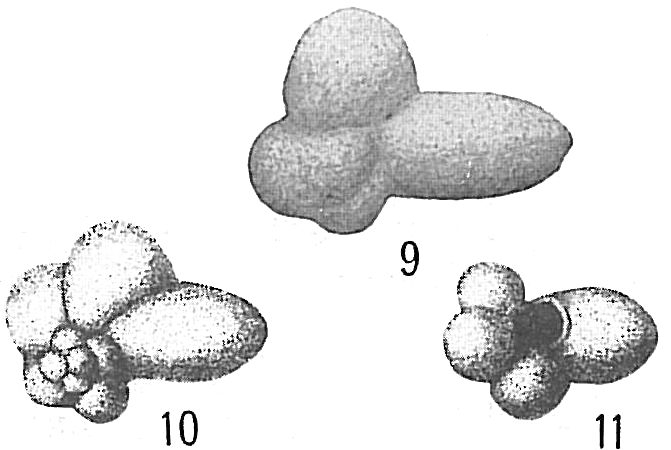 Globigerina digitata