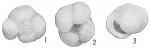 Globigerina inflata