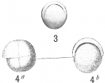Pullenia sphaeroides