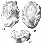 Quinqueloculina kerimbatica