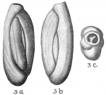 Quinqueloculina laevigata