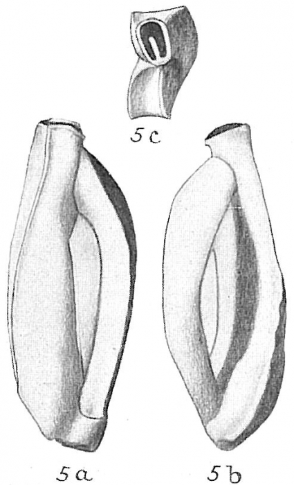 Quinqueloculina polygona