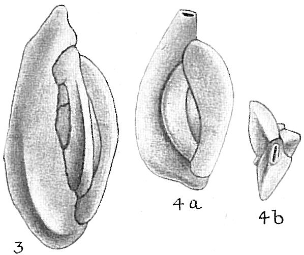 Quinqueloculina stelligera