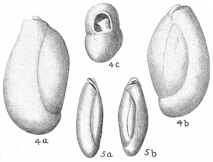 Triloculina oblonga