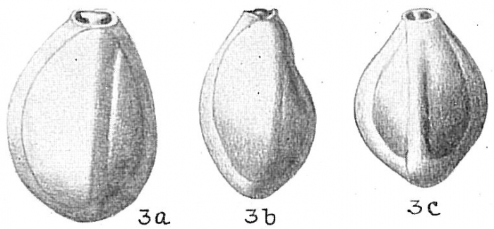 Triloculina tricarinata