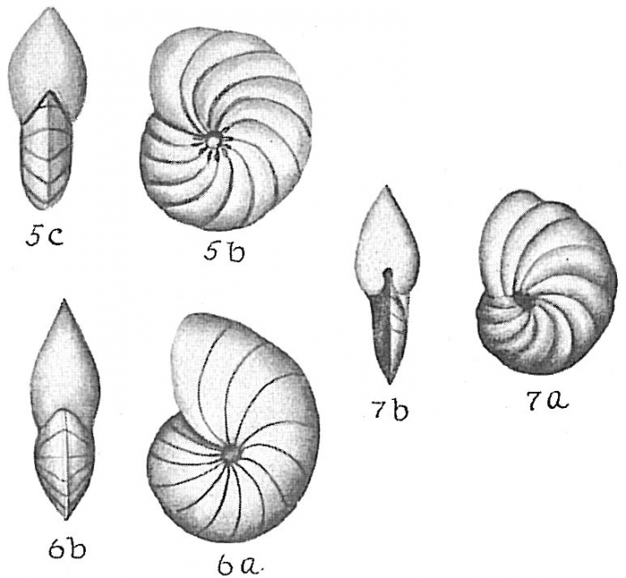 Nonion asterizans