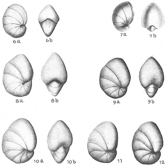 Nonion labradoricum