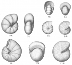 Nonion pompilioides