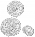 Peneroplis discoideus