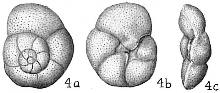 Discorbis candeiana Discorbis candeiana