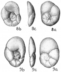 Lamarckina haliotidea