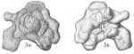 Planopulvinulina dispansa