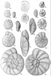Rotalia beccarii