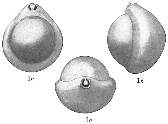 Biloculina lucernula